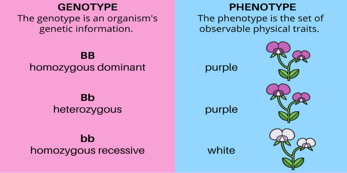 How Punnett Square Calculator Predicts Genetic Cross 3 Punnett Square Calculator